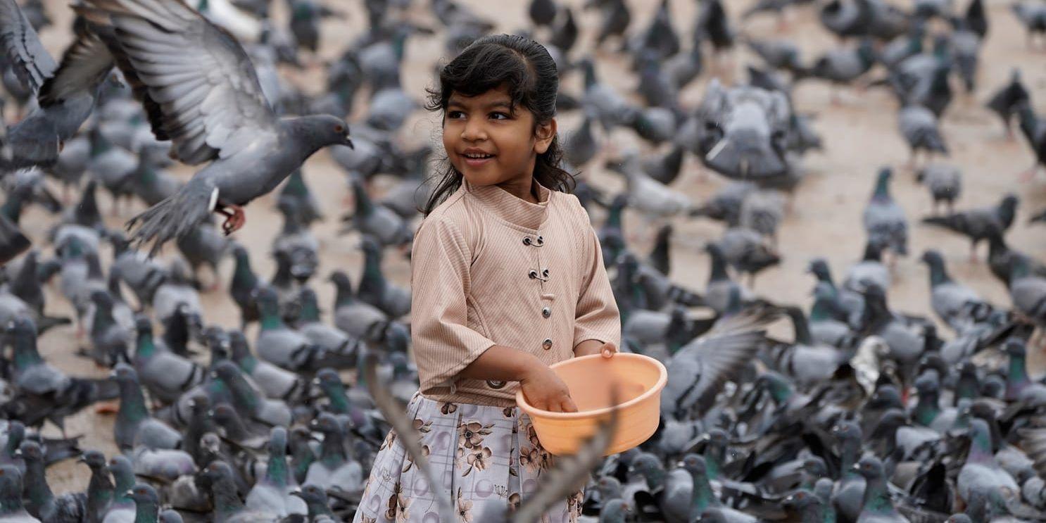 En flicka matar stadsduvor i Hyderabad, Indien. Stadsduvan är en synnerligen framgångsrik fågelart.