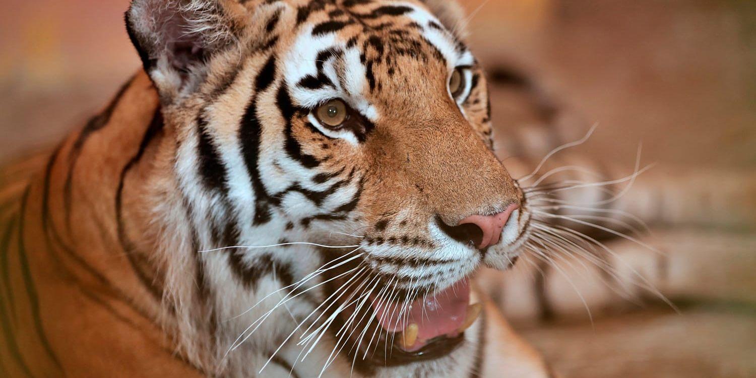 Arkivbild. Över 50 stora kattdjur, däribland 47 tigrar, har dött på grund av fågelinfluensa i Vietnam. Tigern på bilden har inte med händelsen att göra. 