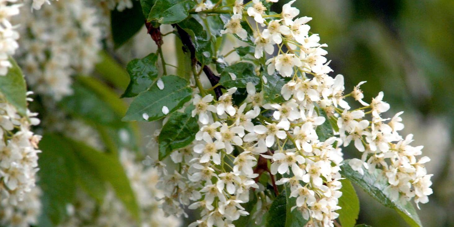 Häggen blommar ovanligt tidigt i år. Arkivbild