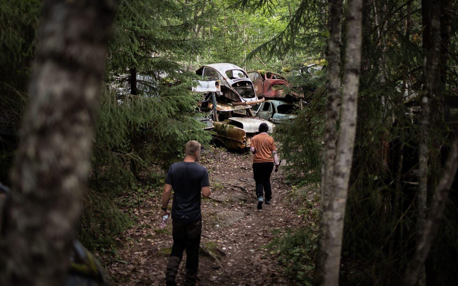 Den som följer skogsstigen finner fler rostiga bilar. 