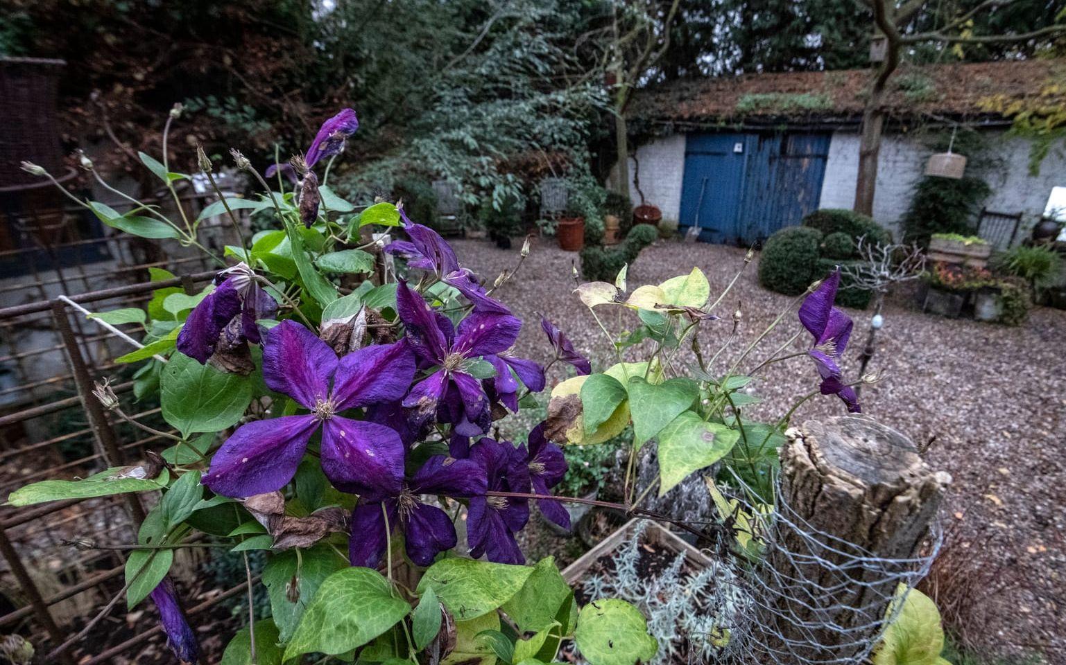 Clematis jackmanii, en klassiker vars blå färg uppskattas av trädgårdsarkitekten.