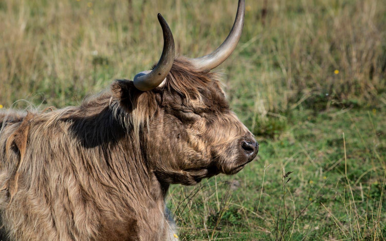 De omtyckta långhåriga Highland cattle-kornas dagar kan vara räknade, vilket lett till stora protester i området.