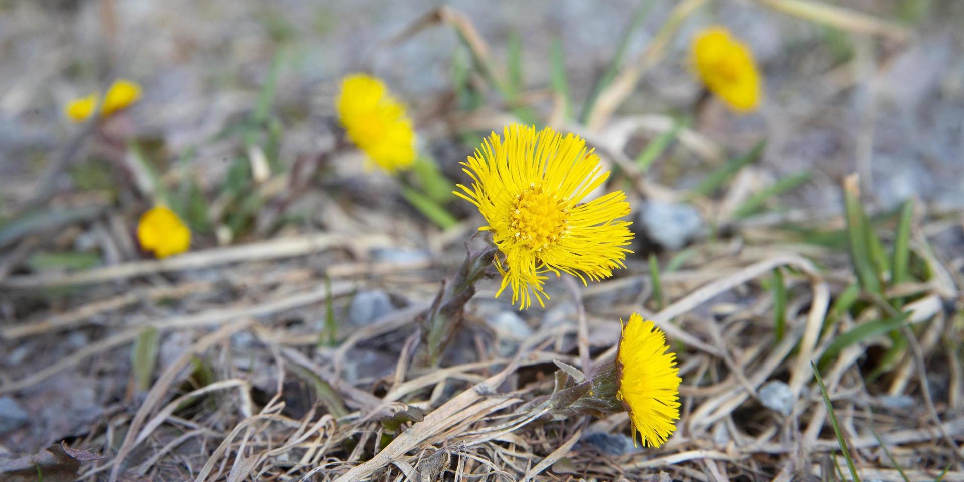 Nu blommar tussilagon i södra Sverige. Arkivbild.