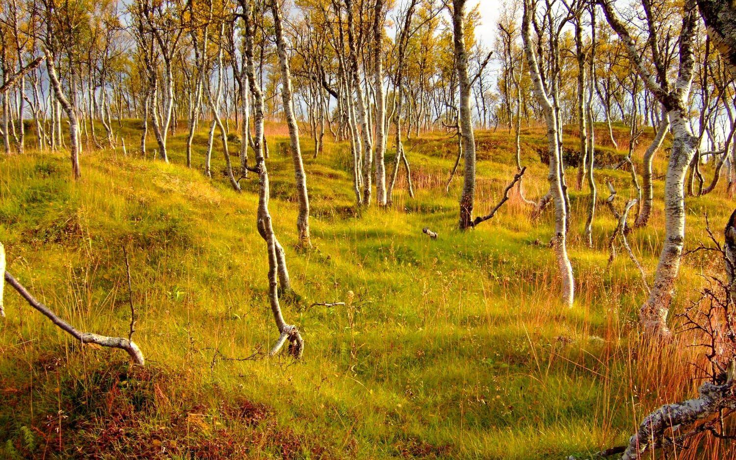 ”Jag har under trettio år arbetat med skogen och dess fascinerande liv. Mänskligt sett är det en lång tid, men kort jämfört med en ek”, säger Anne Sverdrup-Thygeson.