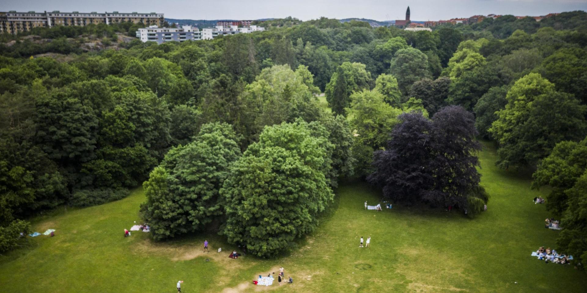 Slottsskogen under midsommar 2020. 