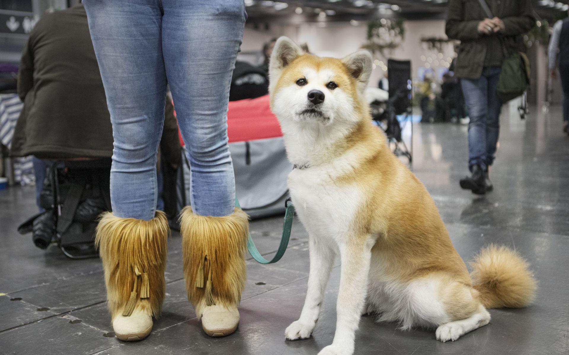 Första mässan att drabbas av stoppet är folkkära My Dog. Här är Adriana Dobrin med 7,5-åriga akitan Naomi på My Dog-mässan i Göteborg, år 2020.