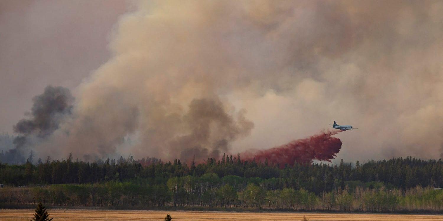 Forskare har identifierat skogsområden i världen som är extra utsatta för klimatförändringar som kan leda till skogsbränder. Bland annat pekas Kanada ut, som bland annat drabbades av skogsbränder i fjol (bilden). Arkivbild