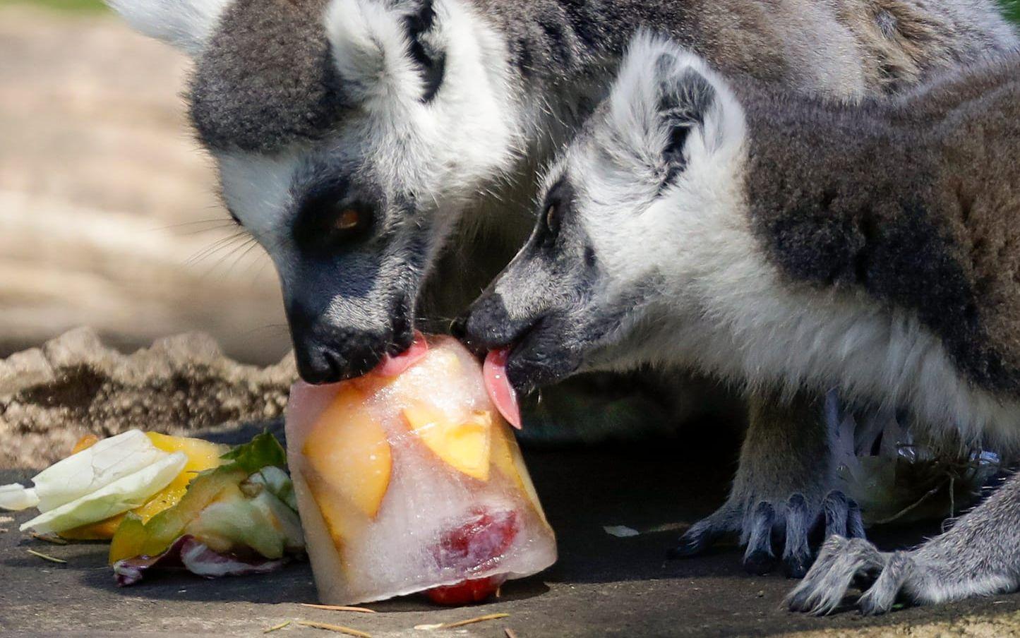 På en djurpark i Rom brukar djuren få ”isglass” för att svalka sig. Här lemurer som mumsar på frusen frukt. Arkivbild från sommaren 2019.