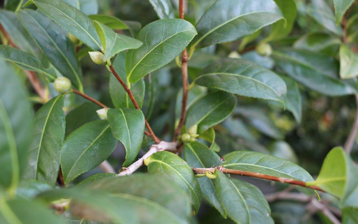 Kamelian är i första hand en krukväxt inomhus men det finns härdiga sorter att testa i södra Sverige. Blomknopparna bildas redan på hösten så täck plantans rötter om det blir en kall vinter.