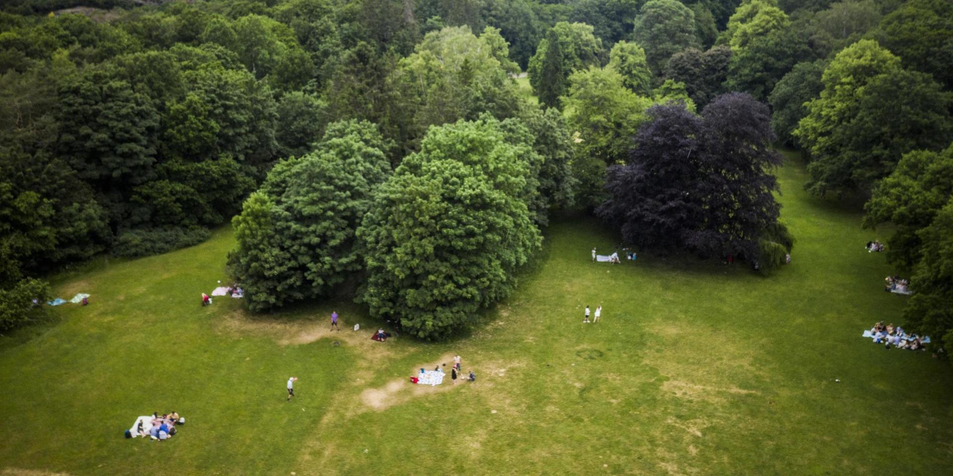 Midsommar 2020. Slottsskogen.