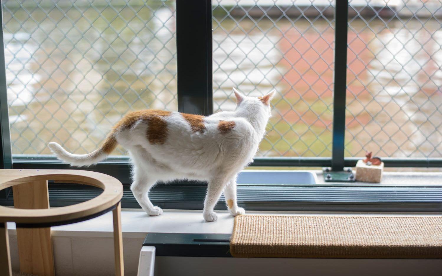 Orfeas har bara tre ben. Han kissade inomhus och ägaren ville därför inte ha honom kvar. Därför bor han, efter olyckan då han förlorade sitt ena ben, permanent på kattbåten. ”Han verkar känna sig hemma här, jag tror att han trivs och är glad”, säger volontären Katie Pataki. 