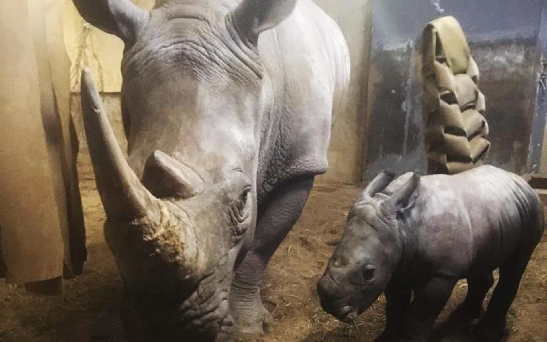 Kazai med sin mamma Mashiki. Förlossningen var okomplicerad enligt djurparkens zoologiska chef.