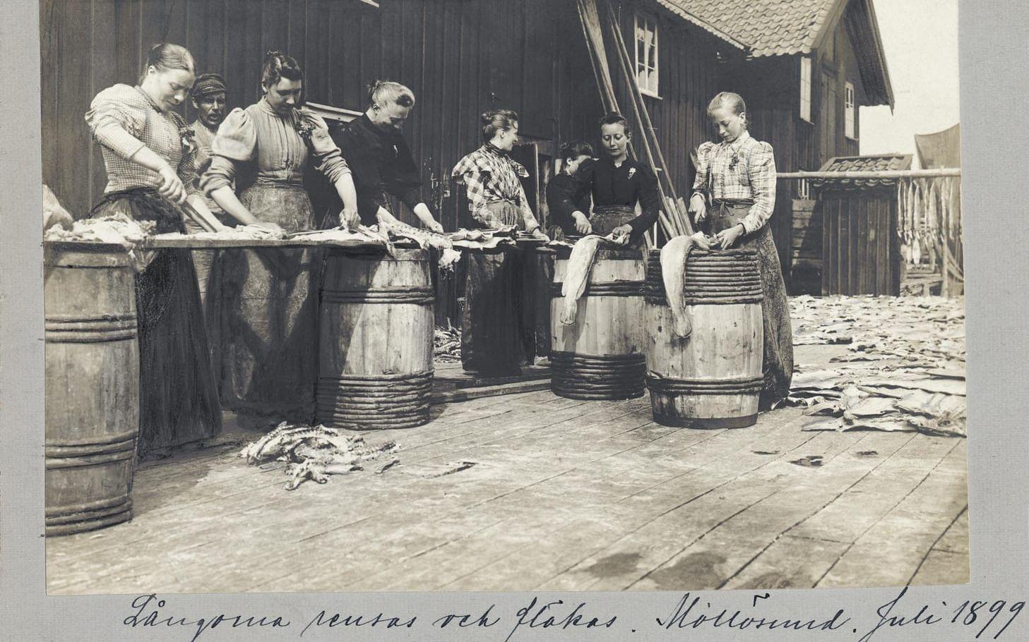 ”Långorna rensas och fläkas. Mollösund. Juli 1899". En grupp kvinnor står och rensar fisk med tunnor som bord.