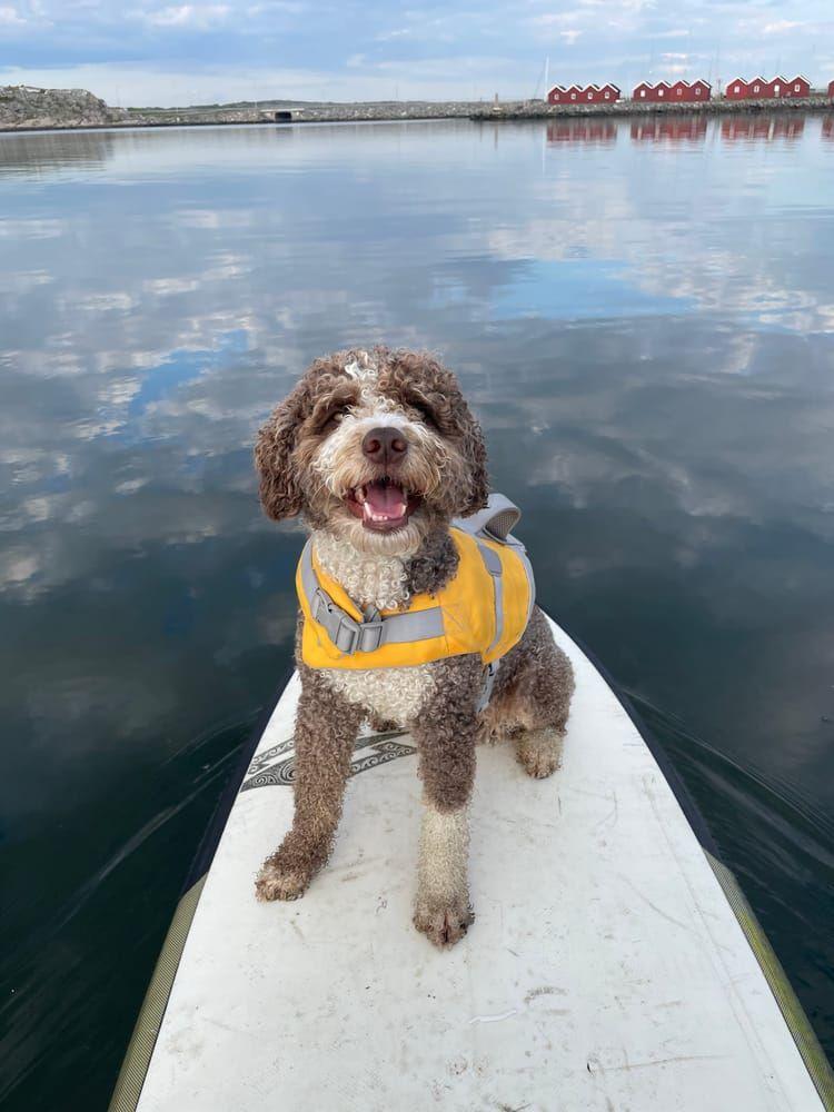 Doglas är en brun-vit spansk vattenhund.Han är den största delen av min vardag eftersom vi gör det mesta ihop. Därför känns det lämpligt att den sista vardags-krönikan är den mest vardagliga av äventyr; livet med hund.