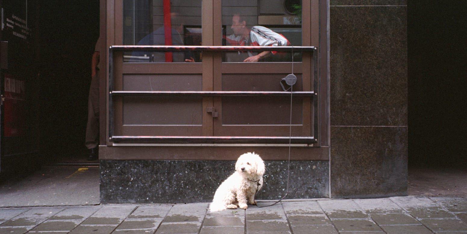 Illustrasjonsfoto: Hund bundet i hundebånd på fortau utenfor kafé ; venter på sin eier . Venting . 