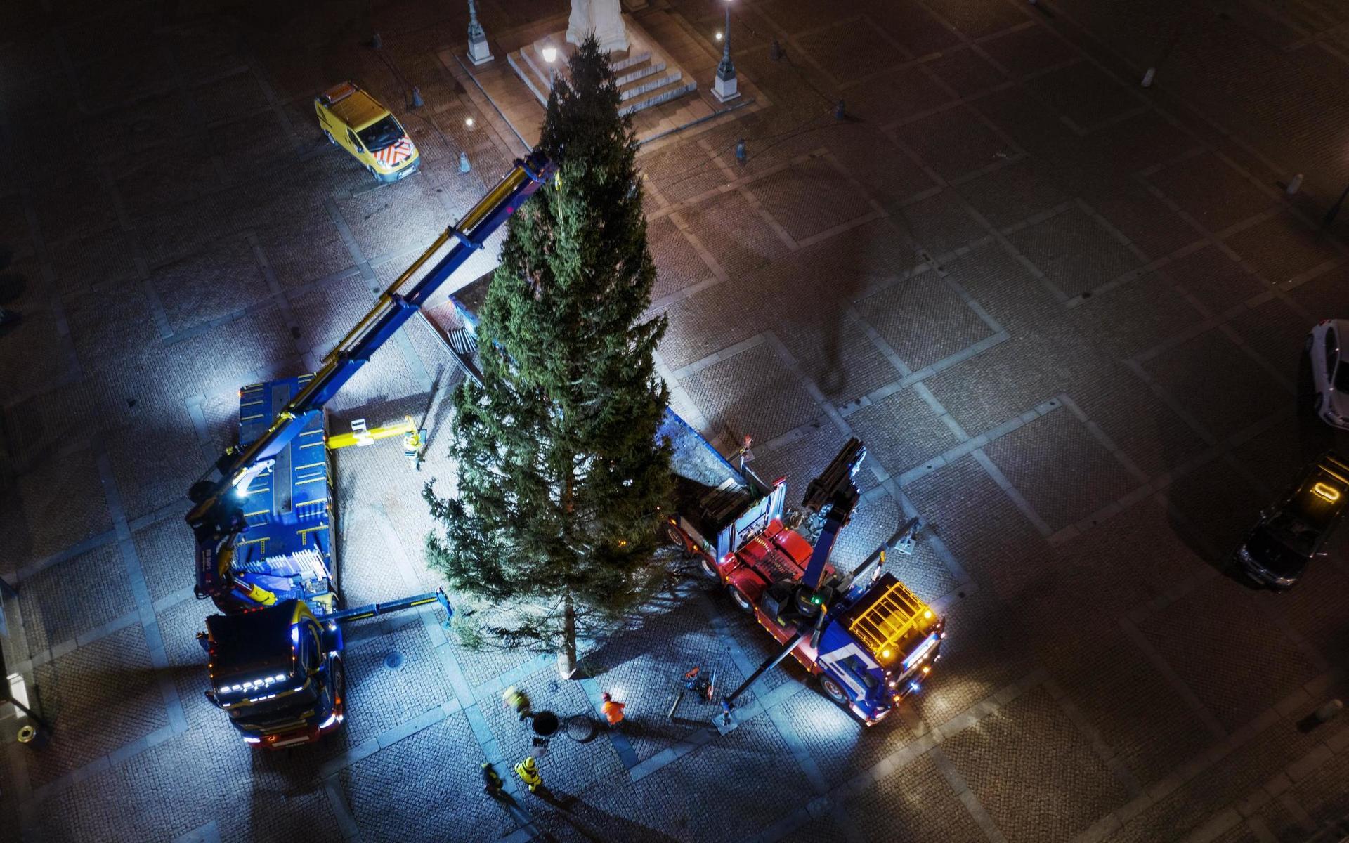 Julgranen placeras på Gustaf Adolfs Torg. 