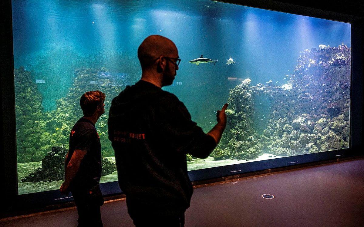 Marinbiologerna Jens Ulvås och Martin Garwood berättar om museets senaste tillskott