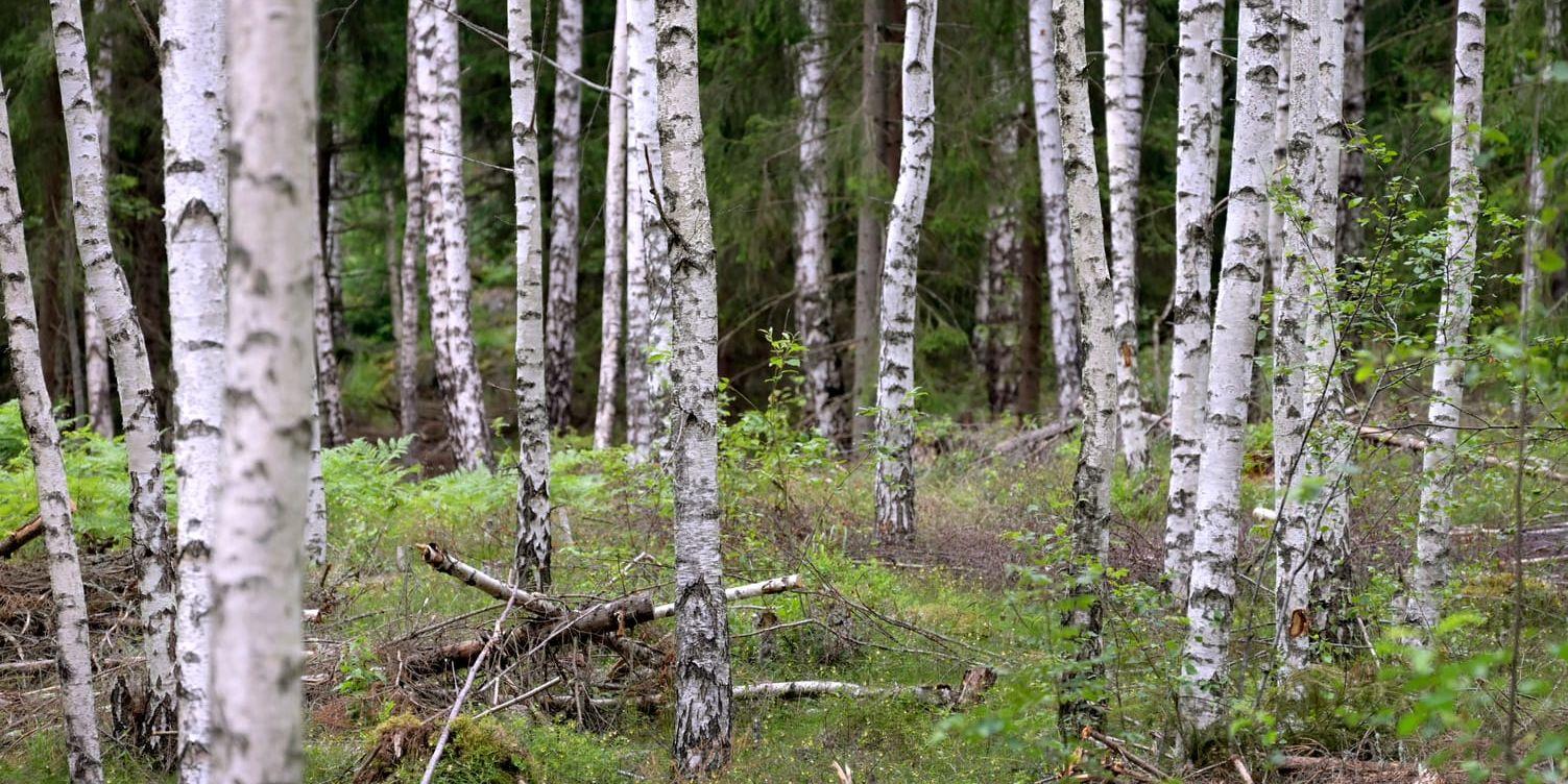 Äganderätten är för svag när det gäller skogsbruk. 