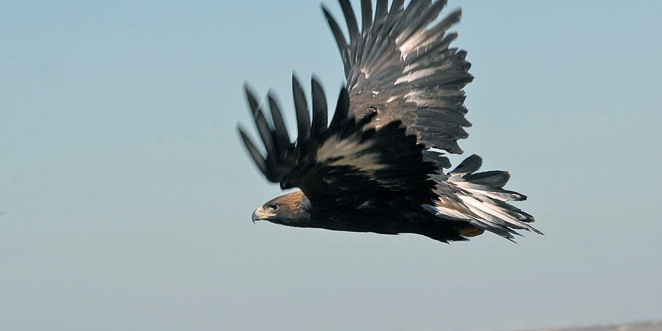 En flygande kungsörn i North Dakota, i USA. Arkivbild.