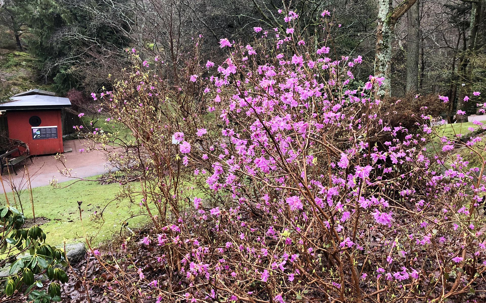 Vinteralprosen blommar i Botaniska.