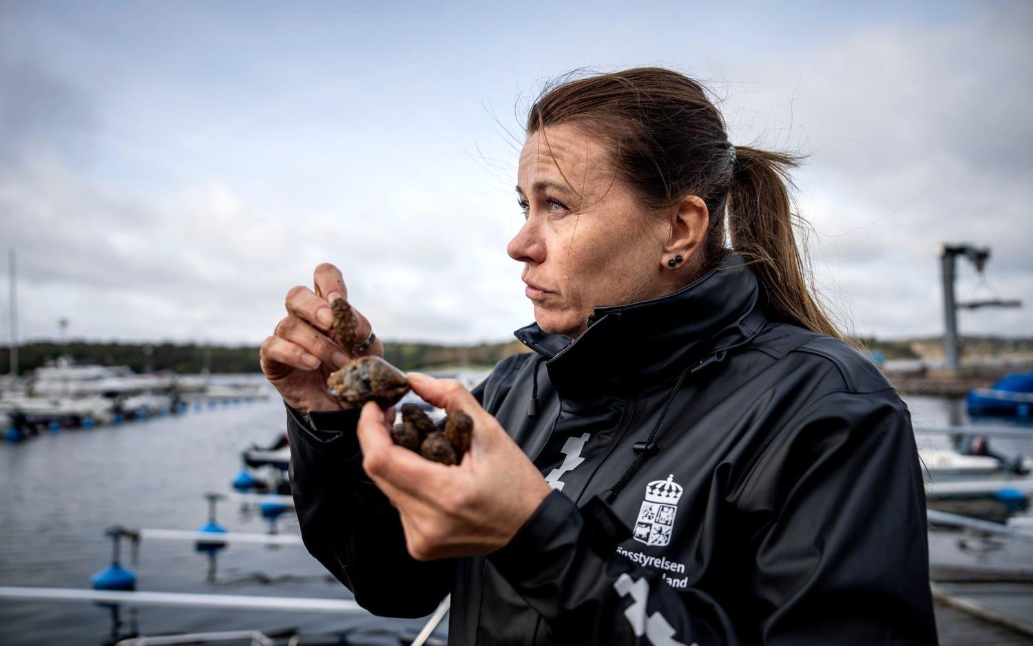 Förhoppningen är att lädersjöpungen beter sig på samma sätt som i Norge, där den i stort sett bara finns i hamnar och inte ute i den fria naturen. 