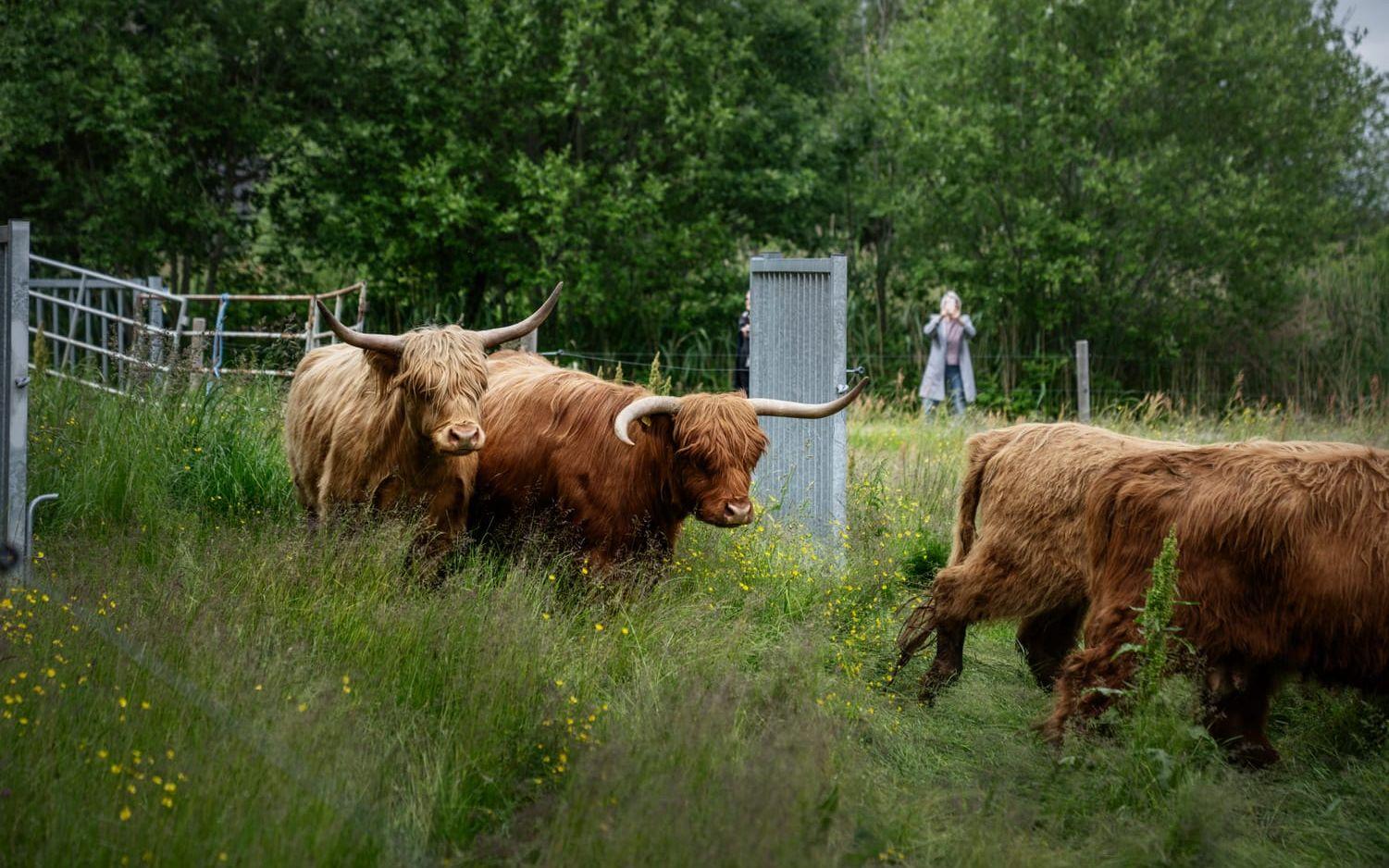 Korna måste flytta till vinterboende i höst igen. Välens ömtåliga natur tål inte att korna trampar runt och bajsar på vintern.