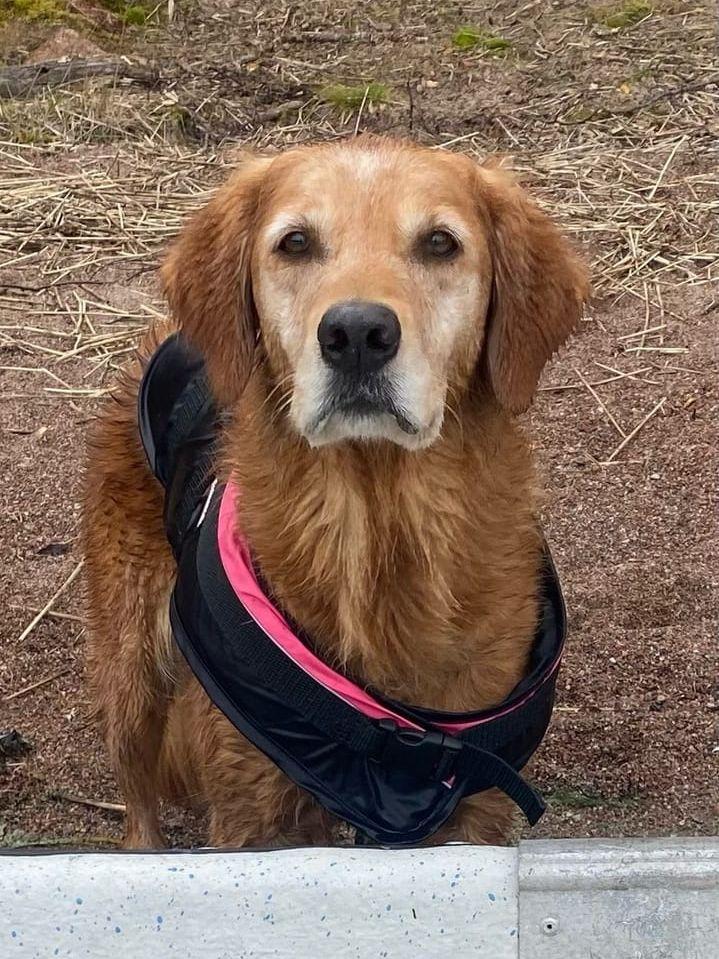 Maggan Carlssons golden retriever Bea ingår också i teamet.