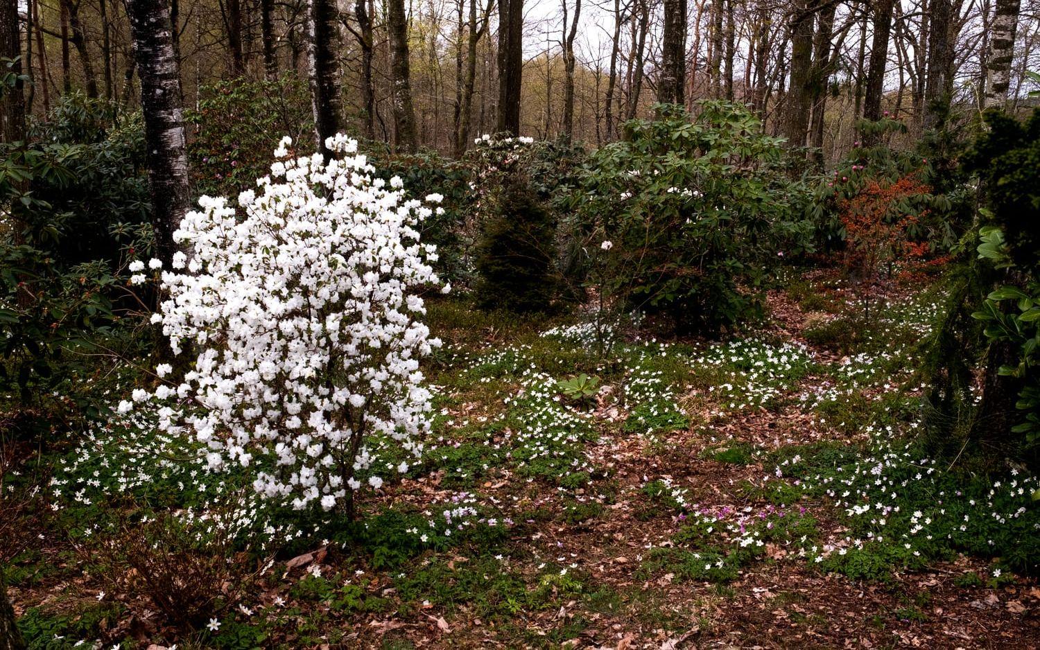 Rhodondendron dauricum ’April Snow’