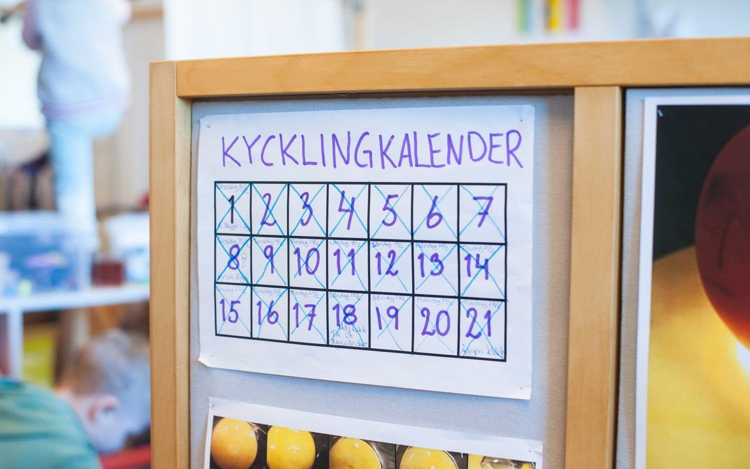 På svenska kyrkans förskola Hjärtat i Gråbo har de äldsta barnen fått delta i ett äggkläckningsprojekt. Efter 21 dagars väntan har de första kycklingarna nu letat sig ur skalen.