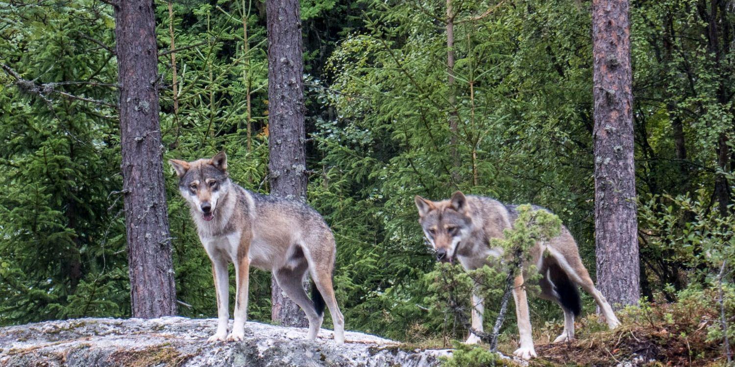 Vargen engagerar. Arkivbild från Norge.