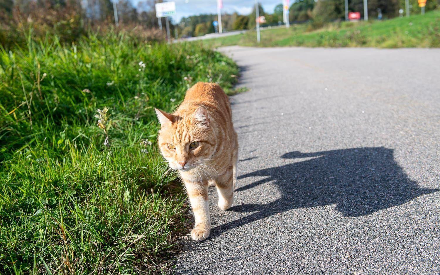 Luffar-Lasse är enligt Facebooksidan 12 år gammal och numera bär han en gps så att familjen ska veta var han håller hus när han är på sina promenader.