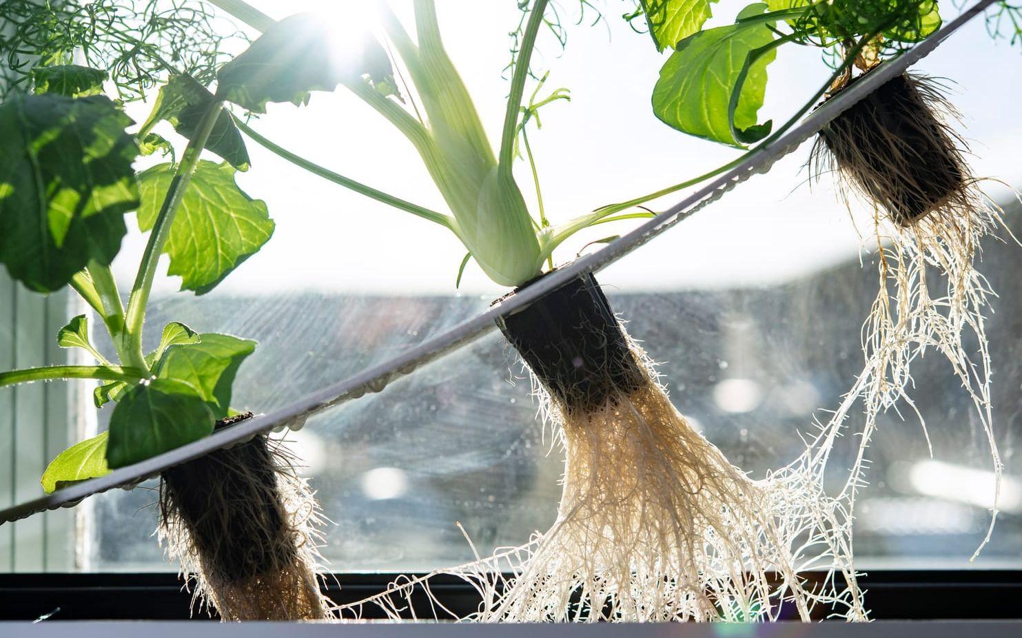 Hemma hos Niklas Hjelm är det inte ovanligt med ett hundratal plantor i olika stadier på fönsterbänkar och hyllor – året om. Alla odlade enbart i vatten med näringslösning och lite extra ljus på vinterhalvåret.