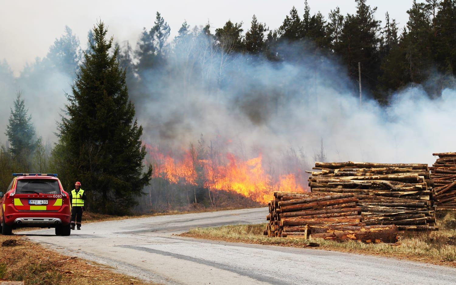 Skogsbrand rasar i Blomsholm. Bild: Thomas Bennelind