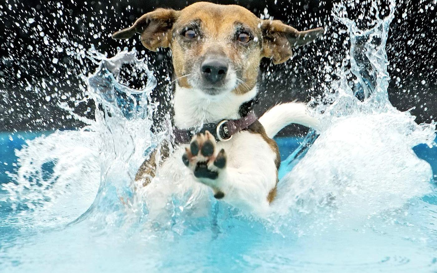 På tredje plats hamnar rasen Jack Russel. 