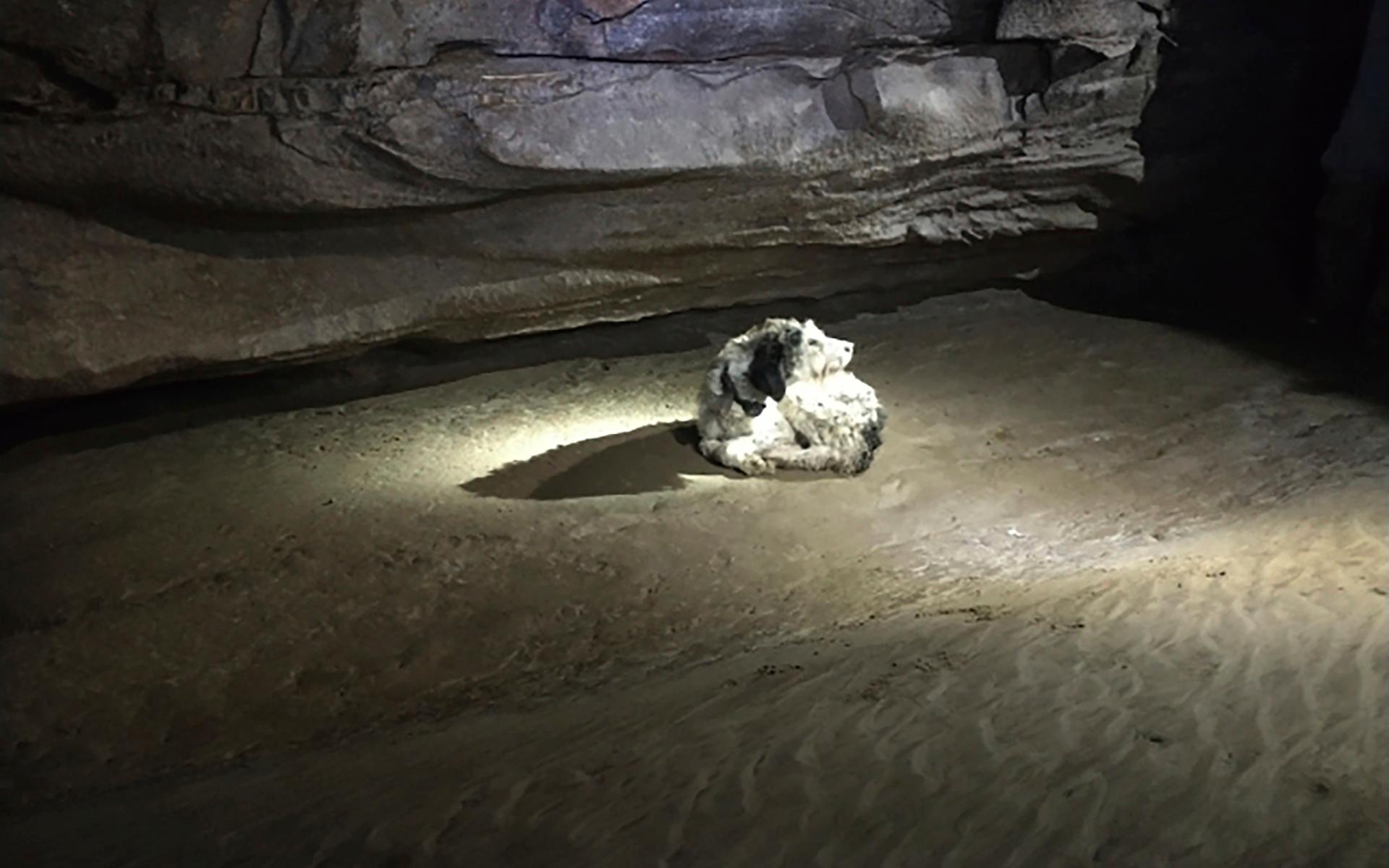 Två månader efter att Jeff Bohnerts hund försvunnit hade han helt gett upp hoppet om att se den igen, när han plötsligt fick ett sms från en granne. I en närliggande grotta hade en hund hittats och de undrade om det kunde vara hans Abby. 